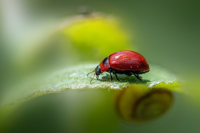 Aphids