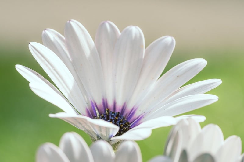 Floral Design Services