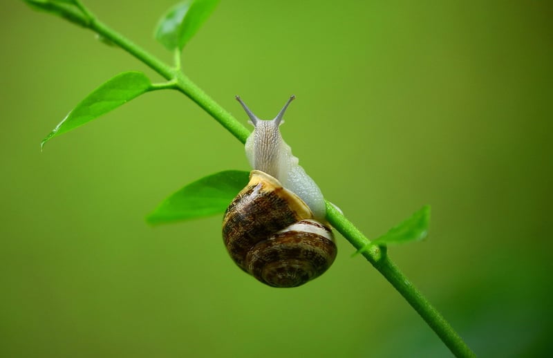 Slugs and Snails