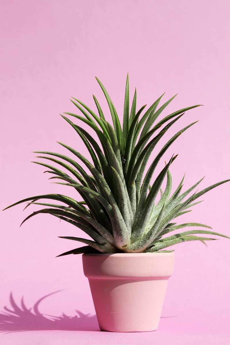 Succulents